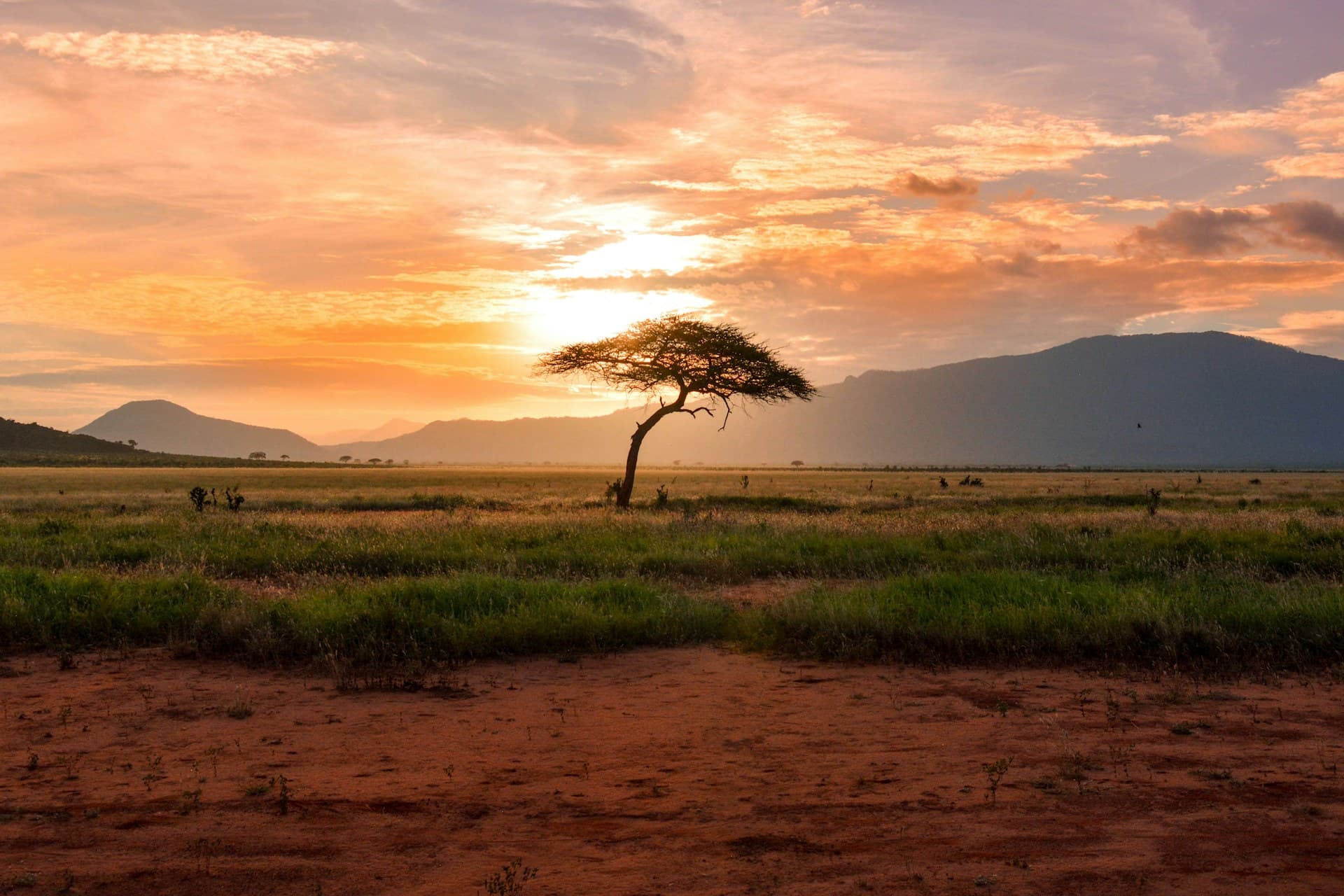 Acacia tree on the savanna at golden hour